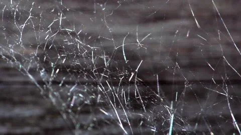 Cobweb in the countryside against the background of an old wooden board Stock-Footage 135994700
