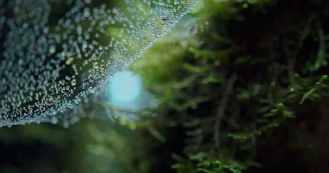 Cobweb covered in dew drops sparkling and moving in the wind. Spiderweb close-up Stock Footage 238487306