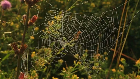 The cobweb covered with drops of morning dew trembles with a light breeze Stock Footage 99702423