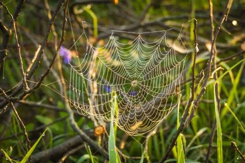 Cobweb covered with small drops of dew Stock Photos