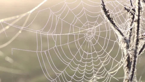 Cobweb at dawn Vídeos de archivo 85382725