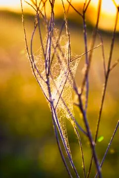 Cobweb at Daybreak Stock Photos