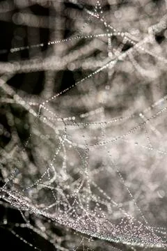 Cobweb with dew, abstract background Stock Photos