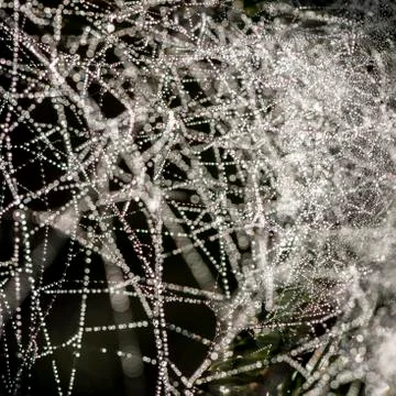 Cobweb with dew, abstract background Foto stock
