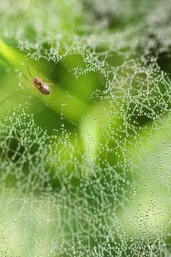 Cobweb dew drop of water Stock Photos
