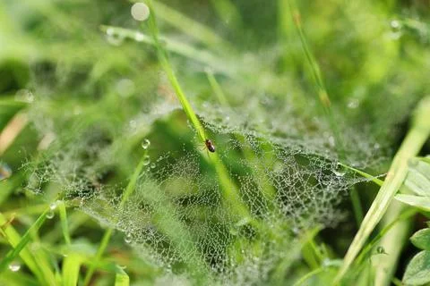 Cobweb dew drop of water Stock Photos