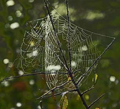 Cobweb with dew drops and dark background Stock Photos