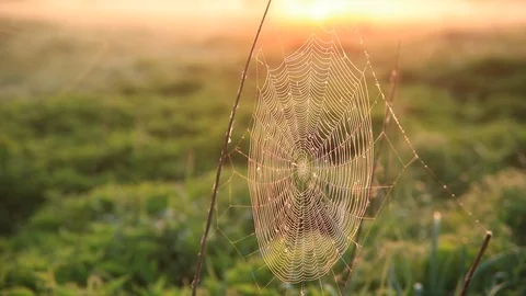 Cobweb in dew drops in misty dawn. Cobweb swaying in the wind Stock Footage 108335300