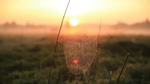 Cobweb in dew drops in misty dawn. Cobweb swaying in the wind 스톡 동영상 108335587