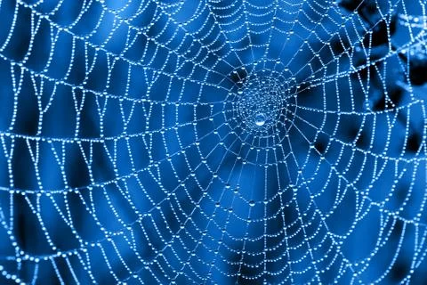 Cobweb with dew drops Stock Photos