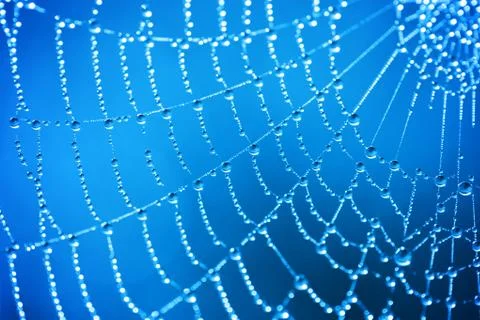 Cobweb with dew drops Stock Photos