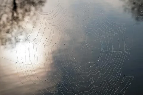 Cobweb  with dew drops Stock Photos