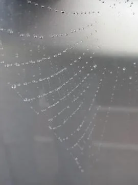 Cobweb in dew drops . Rain drops on a spider web Stock Photos