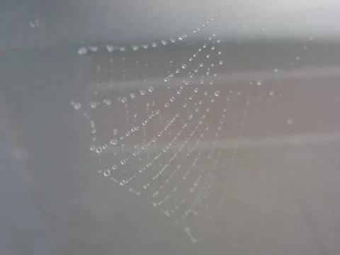 Cobweb in dew drops . Rain drops on a spider web Stock Photos