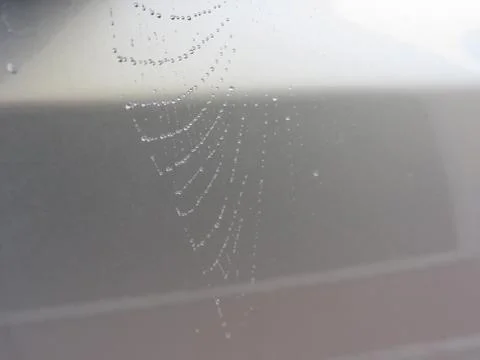 Cobweb in dew drops . Rain drops on a spider web Stock Photos