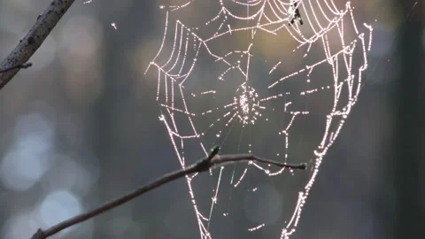 Cobweb with Dew during Sunrise Stock Footage 236409739