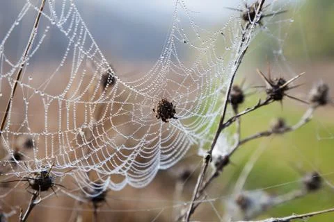 Cobweb with dew Stock Photos