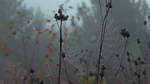 Cobweb in dewdrops on the bushes Stock Footage 145573789