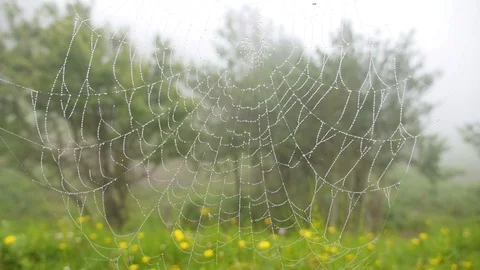 Cobweb with droplets of water moving in the wind Stock Footage 89038240