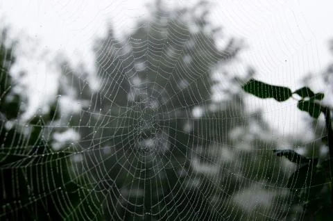 Cobweb drops Stock Photos