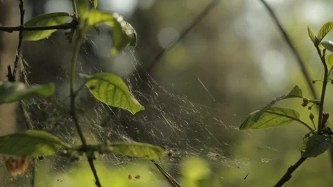 Cobweb on a dry branch on a green background Stock Footage 108728317