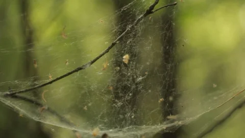 Cobweb on a dry branch on a green background Stock Footage 108728414