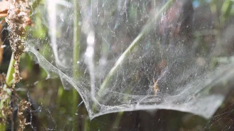 Cobweb on the drying leaves and stems of the plant. Stock Footage 116241844
