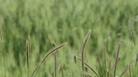 Cobweb on ear in the wind Stock Footage 196169997