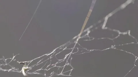 Cobweb in extreme close up HD stock footage Stock Footage