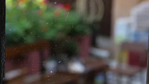 Cobweb on the fence and cat Stock Footage 109002809