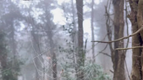 Cobweb in a foggy forest Stock Footage 240298925