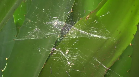 Cobweb Stock-Footage 303283
