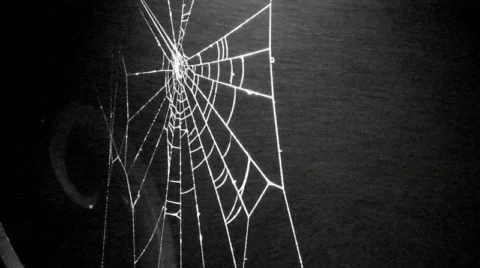 Cobweb Stock Footage 398817