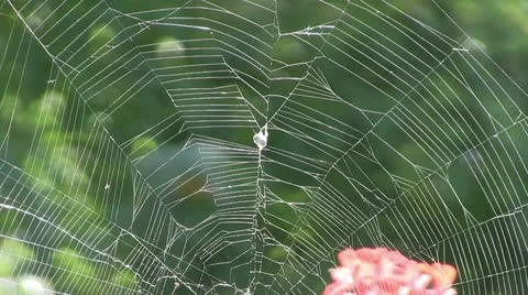 Cobweb Vidéo 12307260
