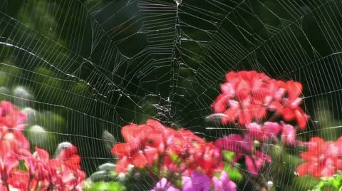 Cobweb Видео 12307332