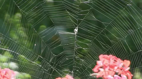 Cobweb Видео 12307435