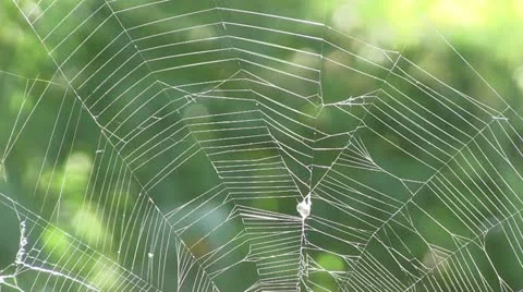 Cobweb Stock Footage 12307442