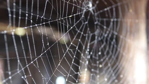 Cobweb Stock Footage 77066944