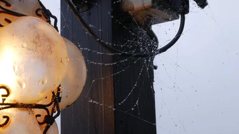 Cobweb Vídeos de archivo 77278346