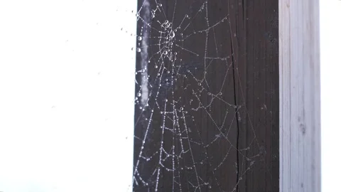 Cobweb Vídeos de archivo 77283432