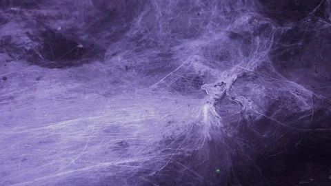 Cobweb Stock Footage 120516544