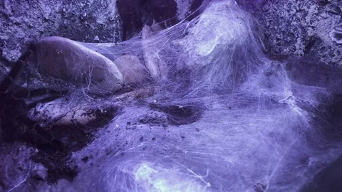 Cobweb Stock Footage 120518581