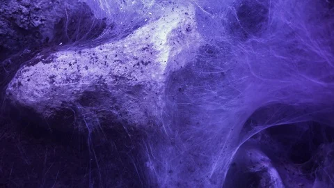 Cobweb Stock Footage 120518640