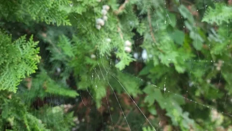 Cobweb Stock Footage 220117316