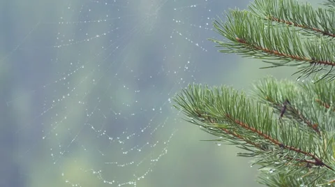 The cobweb in the forest after the rain Stock Footage 67284879
