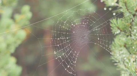 The cobweb in the forest after the rain Stock-Footage 67285716