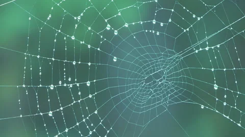The cobweb in the forest after the rain Video stock 67285941