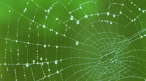 The cobweb in the forest after the rain Stock-Footage 67286279