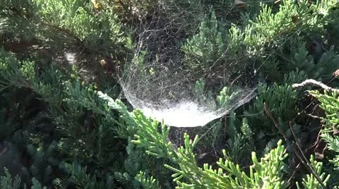 Cobweb in forest Stock Footage 12296771