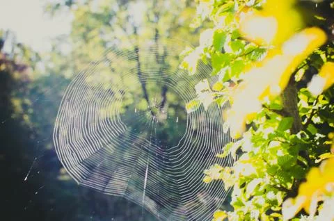 Cobweb in the forest Stock Photos